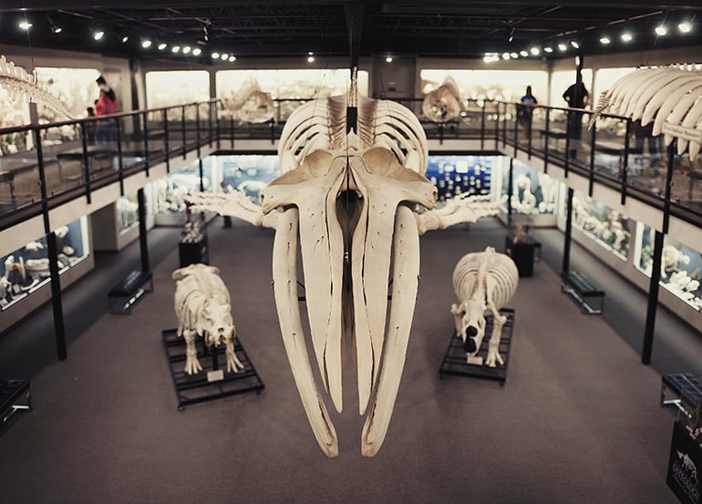 40-foot humpback whale skeleton