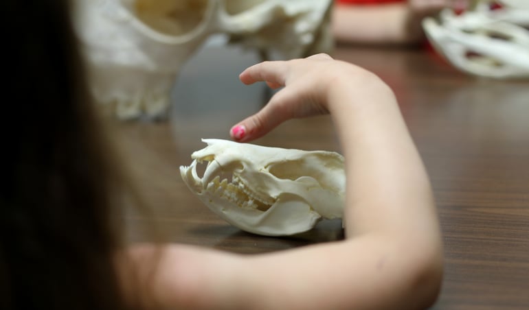Girl touching animal skull