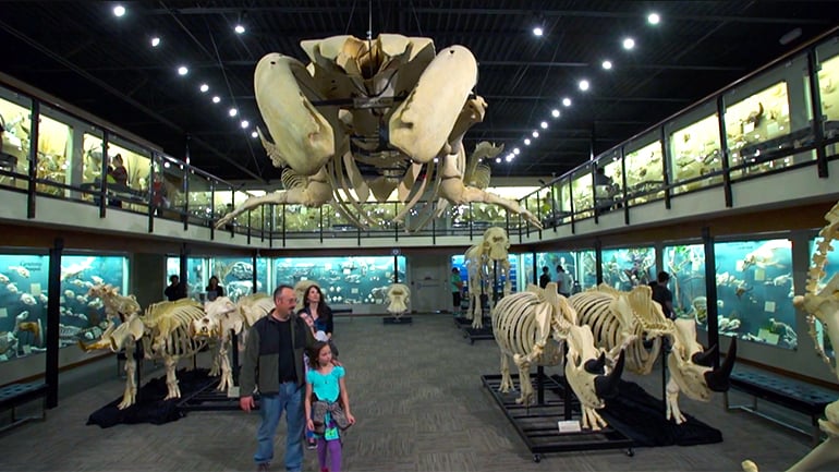 Family of four walking through Museum of Osteology skeleton display